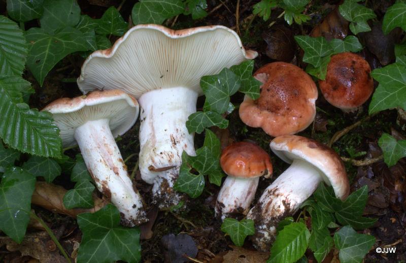 Hygrophorus russula